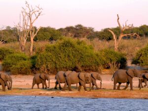Chobe Day Trip in Botswana