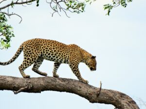 Full Day Zambezi National Park